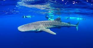 Maldives